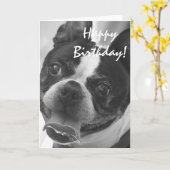 Boston Terrier Foto Karte (Gelbe Blume)