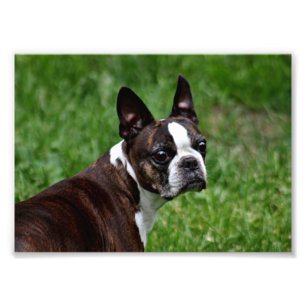Boston Terrier Fotodruck