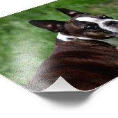 Boston Terrier Fotodruck (Ecke)
