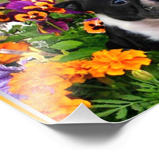 Boston Terrier Fotodruck (Ecke)