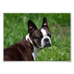 Boston Terrier Fotodruck