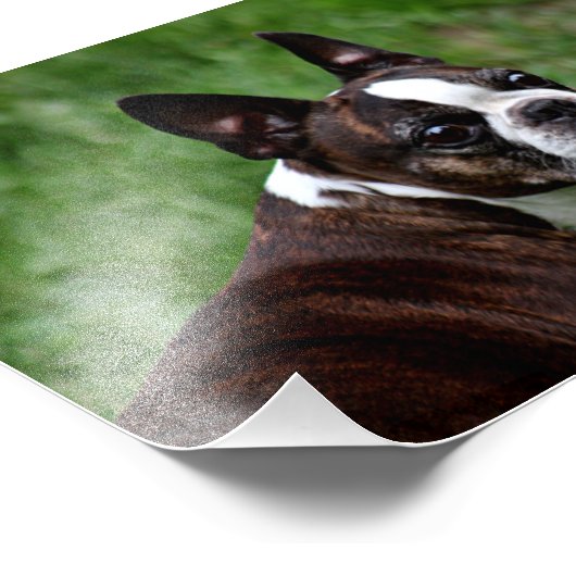 Boston Terrier Fotodruck (Ecke)