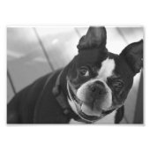 Boston Terrier Fotodruck (Vorne)