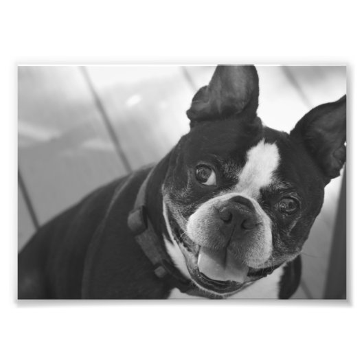 Boston Terrier Fotodruck (Vorne)