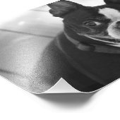 Boston Terrier Fotodruck (Ecke)
