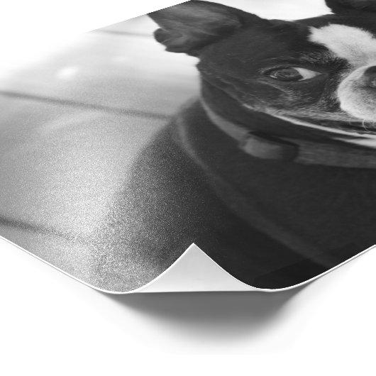 Boston Terrier Fotodruck (Ecke)