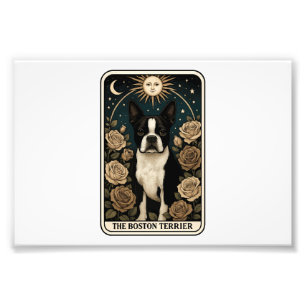 Boston Terrier Fotodruck