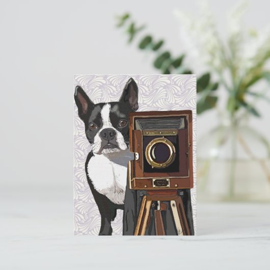 Boston Terrier Fotograf 2 Postkarte (Stehend Vorderseite)