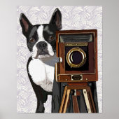 Boston Terrier Fotograf Poster (Vorne)