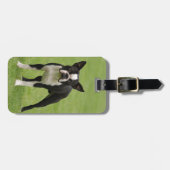 Boston Terrier Gepäckanhänger (Vorderseite horizontal)