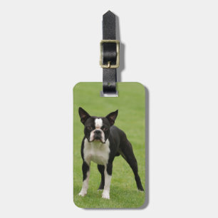 Boston Terrier Gepäckanhänger