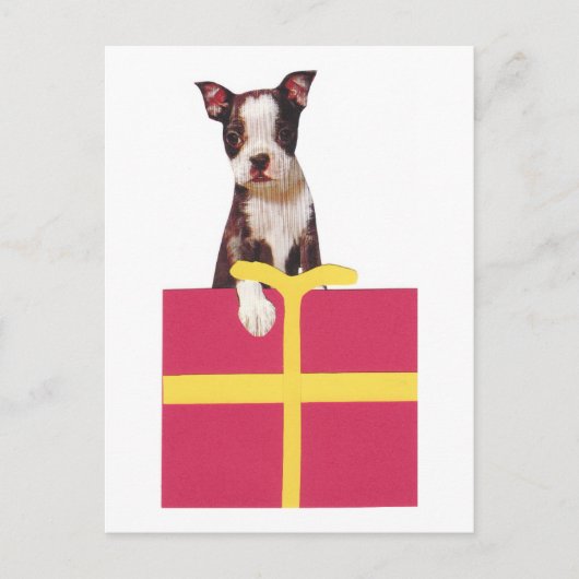 Boston Terrier Geschenkboxen Postkarte (Vorderseite)