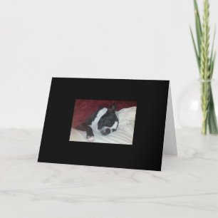 Boston Terrier Get Well Card Karte