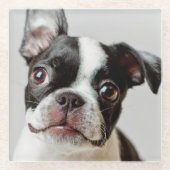 Boston Terrier Glasuntersetzer (Vorderseite)
