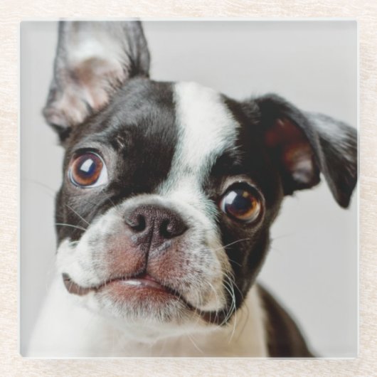 Boston Terrier Glasuntersetzer (Vorderseite)