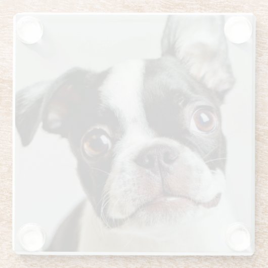 Boston Terrier Glasuntersetzer (Rückseite)