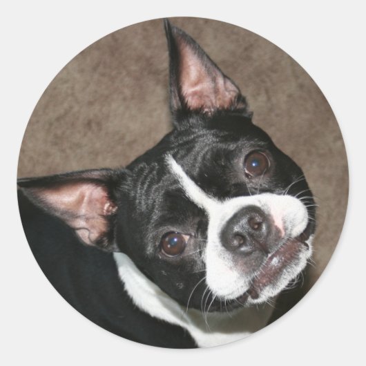 Boston Terrier: Helles Gesicht Runder Aufkleber (Vorderseite)