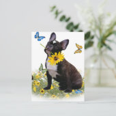 Boston Terrier Holds Daisy Postkarte (Stehend Vorderseite)