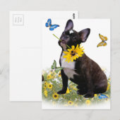 Boston Terrier Holds Daisy Postkarte (Vorne/Hinten)