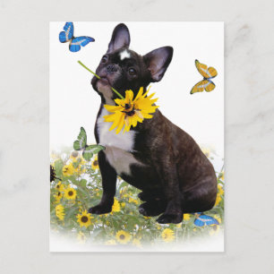 Boston Terrier Holds Daisy Postkarte