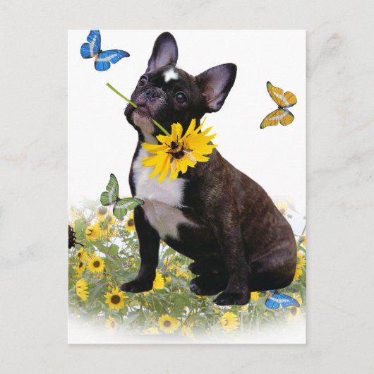 Boston Terrier Holds Daisy Postkarte (Vorderseite)
