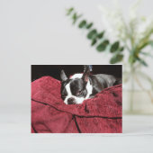 Boston Terrier Holly Postkarte (Stehend Vorderseite)
