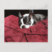 Boston Terrier Holly Postkarte (Vorderseite)