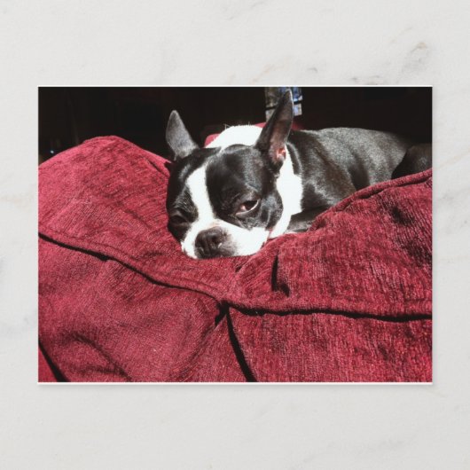 Boston Terrier Holly Postkarte (Vorderseite)