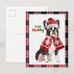 Boston Terrier Hund Flöhe Navidog Weihnachten
