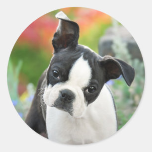 Boston Terrier Hund Niedlich Puppy Animal Head Fot Runder Aufkleber