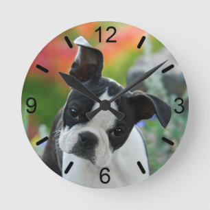 Boston Terrier Hund Niedlich Puppy Portrait Wähls Runde Wanduhr