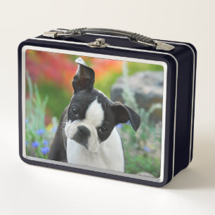 Boston Terrier Hund Niedlich Welpe Animal Head Fot Metall Brotdose
