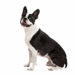 Boston Terrier Hund schöne Fotoskulptur, Geschenk Freistehende Fotoskulptur<br><div class="desc">Schönes Foto eines Bostoner Terrier Hund Foto Skulptur Geschenk. Eine tolle Geschenkidee für Hundefreunde</div>