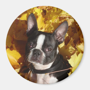 Boston-Terrier-Hund umgeben durch Herbstlaub Magne Magnet