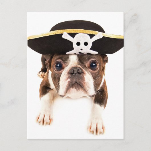Boston Terrier Hund verkleidet als Piraten Postkarte (Vorderseite)