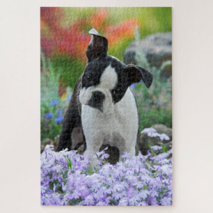 Boston-Terrier-Hundeniedlicher Puzzle