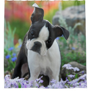 Boston-Terrier-Hundeniedlicher Welpe, Wanne Duschvorhang