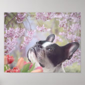 Boston Terrier Hundeplakat Poster (Vorne)