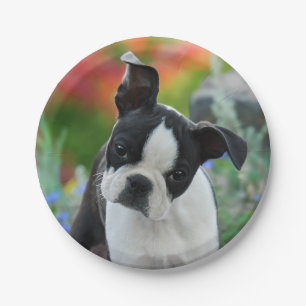 Boston-Terrier-Hundewelpen-Porträt, Party Pappteller