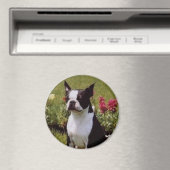 Boston Terrier im Garden Magnet (In Situ (Geschirrspüler))