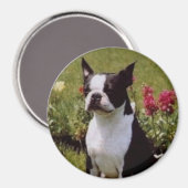 Boston Terrier im Garden Magnet (Vorderseite/Rückseite)