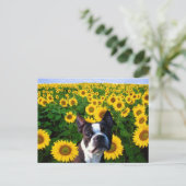 Boston Terrier in Sunflores Postkarte (Stehend Vorderseite)