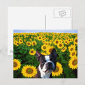 Boston Terrier in Sunflores Postkarte (Vorne/Hinten)