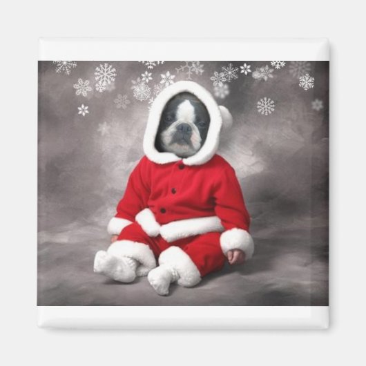 BOSTON TERRIER IN XMAS OUTFIT MAGNET (Vorne)