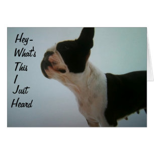 BOSTON TERRIER IST ÜBERRASCHT