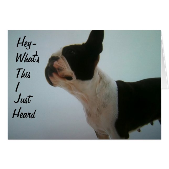 BOSTON TERRIER IST ÜBERRASCHT (Vorderseite (Horizontal))