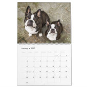Boston Terrier Kalender (Jan 2027)