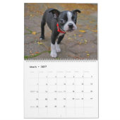 Boston Terrier Kalender (Mär 2027)