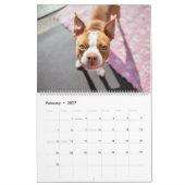 Boston Terrier Kalender (Feb 2027)