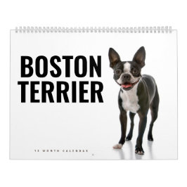 Boston Terrier Kalender